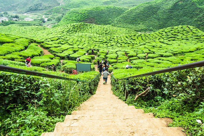 Explore Cameron Highlands: Full-Day Tour with Scenic Batu Caves - Batu Caves First Thing: 272 Steps and the Thaipusam Connection