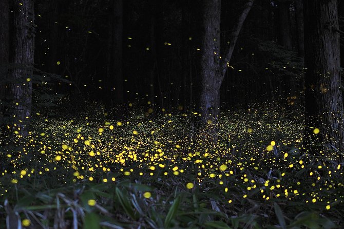 Fireflies Cruise with Batu Cave Visit and Seafood Dinner - Kuala Selangor dinner by the river, with sunset as a bonus