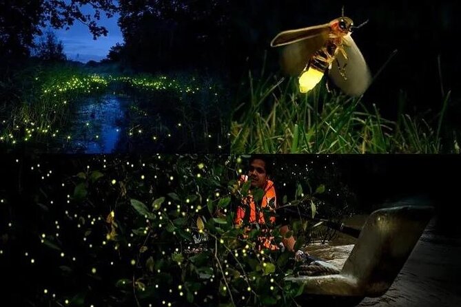 Fireflies & Silver leaf monkey Gazing tour - Key things to know before you go