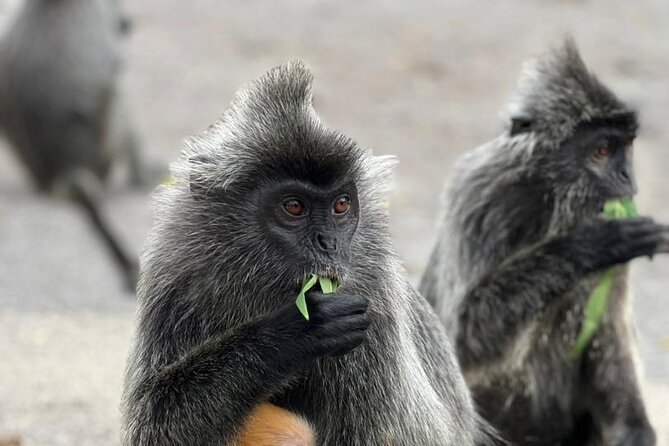 Fireflies & Silver leaf monkey Gazing tour - Sri Shakti Temple: a quick stop with real structure