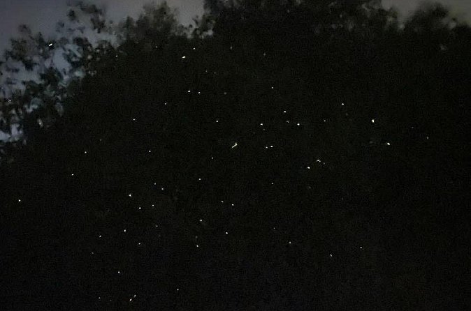 Fireflies & Silver leaf monkey Gazing tour - Optional extras: eagle feeding and Blue Tears bioluminescence