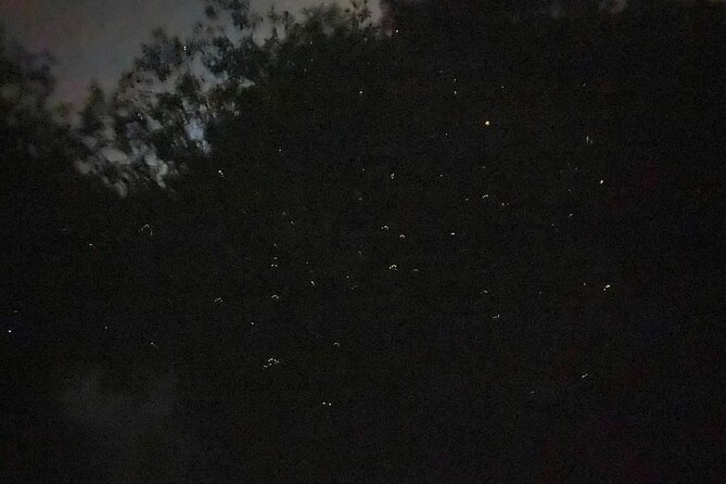 Fireflies & Silver leaf monkey Gazing tour - Price and value: what $57.27 gets you in practice