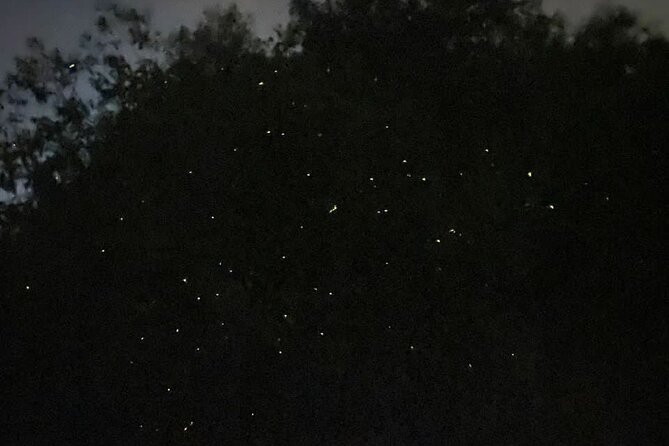 Fireflies & Silver leaf monkey Gazing tour - Group dynamics and the role of your guide