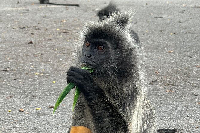 Fireflies & Silver leaf monkey Gazing tour - Bukit Melawati: where the silver leaf monkey moment happens