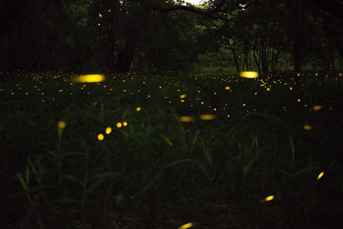 Fireflies Tour in Cherating - Why Cherating Firefly Boats Feel Special at 8pm