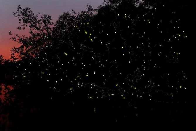 Firefly Tour Johor Bahru@Kota Tinggi Firefly Park - Key highlights