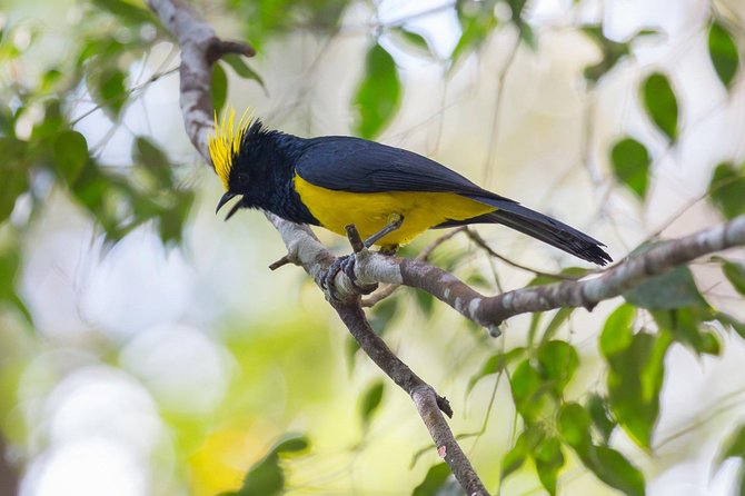 Fraser's Hill Bird-Watching & Nature Sightseeing Tour from Kuala Lumpur - Fraser’s Hill Birding: Why this morning plan works