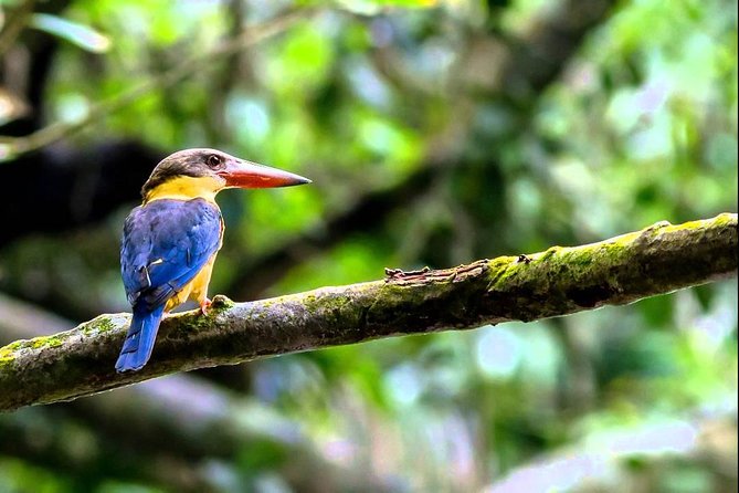 Fraser's Hill Bird-Watching & Nature Sightseeing Tour from Kuala Lumpur - Stop 1: Bukit Fraser, viewpoints, and the first birding window