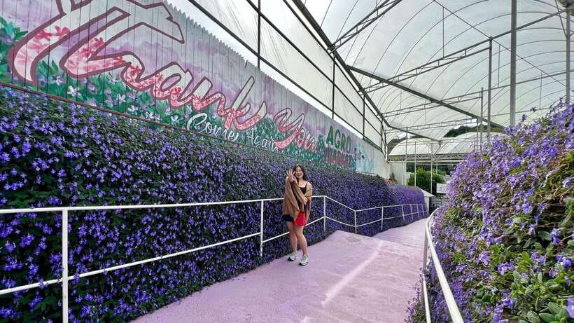 From Kuala Lumpur: Cameron Highlands Day Tour with Lunch - Quick hits: what makes this Cameron Highlands day tour work