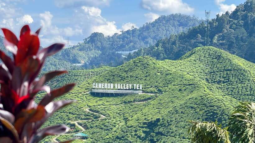 From Kuala Lumpur: Cameron Highlands Day Tour with Lunch - AGRO Market and flower gardens: fun photo scenes with a time reality check