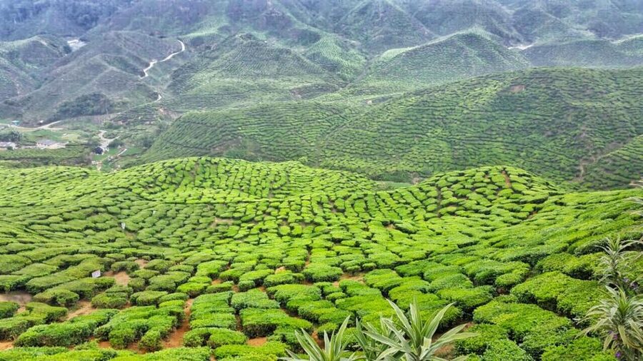 From Kuala Lumpur: Cameron Highlands Day Tour with Lunch - Price and comfort: is $95 per person good value
