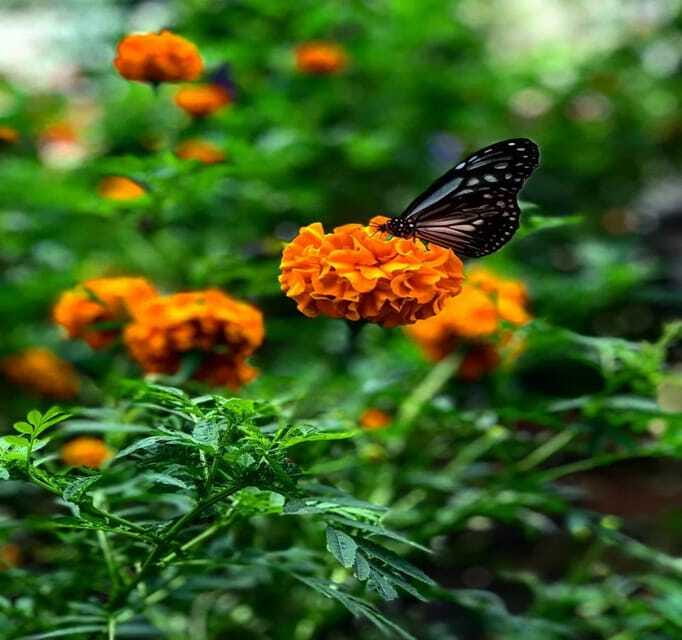From Kuala Lumpur: Cameron Highlands Day Trip with Transfers - Butterfly Park: watching without disturbing