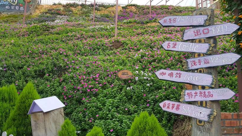 From Kuala Lumpur: Cameron Highlands Full-Day Tour - Key Things I’d Prioritize on This Cameron Highlands Tour