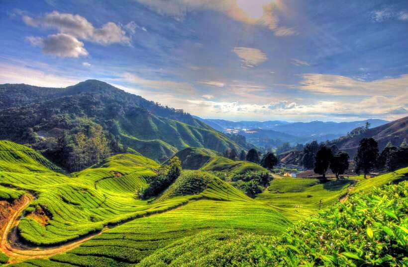 From Kuala Lumpur: Cameron Highlands Full-Day Tour - Kuala Lumpur to Cameron Highlands: The 3.5-Hour Van Ride That Sets the Tone