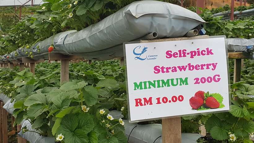 From Kuala Lumpur: Cameron Highlands Full-Day Tour - Rose Garden Time: The Best Photo Walk in the Middle of the Day