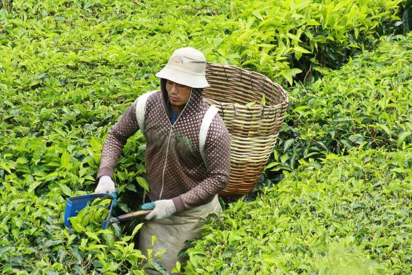 From Kuala Lumpur: Cameron Highlands Full-Day Tour - Raju’s Hill Strawberry Farm: Handpicking the Highlands’ Sweet Stuff