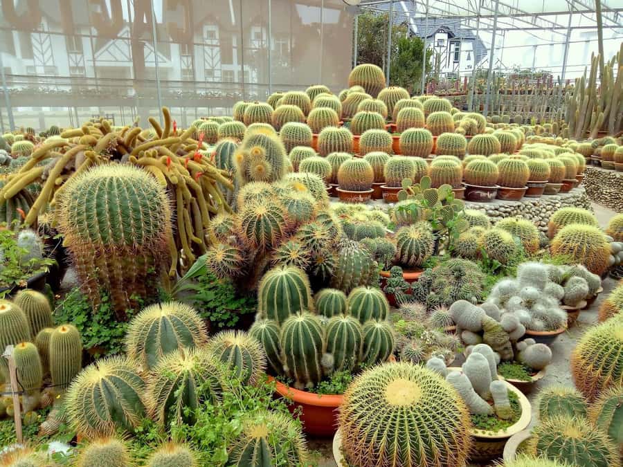 From Kuala Lumpur: Cameron Highlands Private or Join In Tour - Key highlights worth your attention