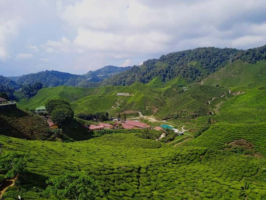 From Kuala Lumpur: Cameron Highlands Private or Join In Tour - Morning start: Lata Iskandar Waterfall and your first camera moment