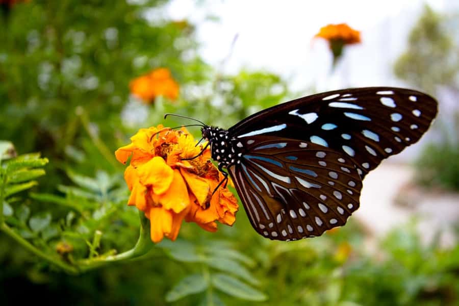 From Kuala Lumpur: Cameron Highlands Private or Join In Tour - How the ticket add-ons can change your final cost