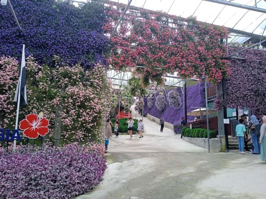 From Kuala Lumpur: Cameron Highlands Private or Join In Tour - Private or join-in: what changes for you