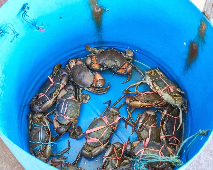 From Kuala Lumpur: Crab Island Tour with Seafood Lunch - Who should book this Crab Island seafood tour?
