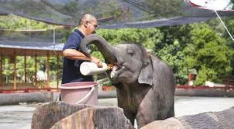 From Kuala Lumpur: Elephant Sanctuary Guided Tour - Practical tips to keep your elephant and waterfall day smooth