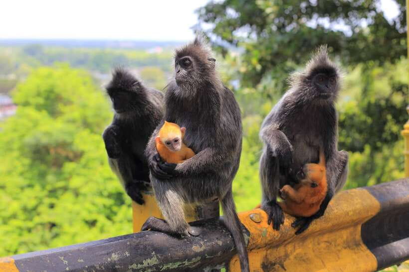 From Kuala Lumpur: Fireflies Tour and Seafood Dinner - Bukit Melawati and Fort Altingsburg Lighthouse: The Hill Stop You’ll Actually Remember