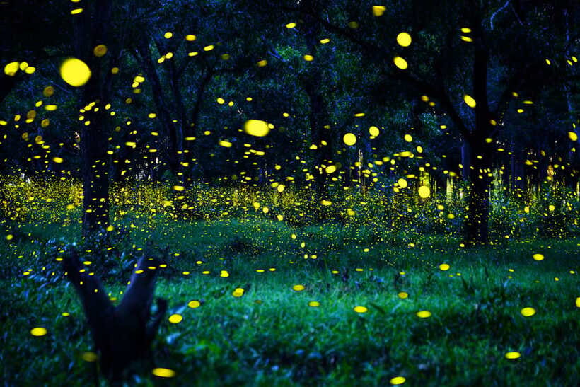 From Kuala Lumpur: Fireflies Tour and Seafood Dinner - What to Bring for Kuala Selangor Fireflies (So You Enjoy the Night)