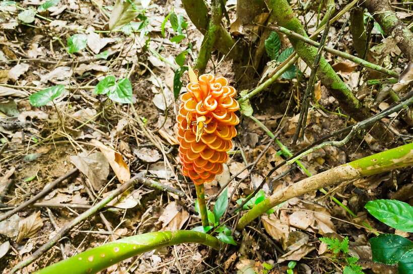 From Kuala Lumpur: Full-Day Taman Negara National Park - Key things to know before you head to Taman Negara