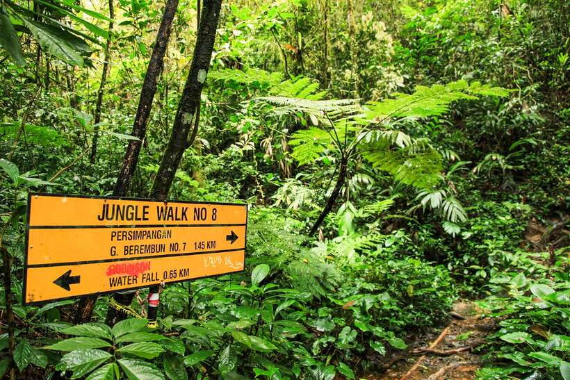 From Kuala Lumpur: Full-Day Taman Negara National Park - On the Road Back to Kuala Lumpur: Monkeys, Kampongs, and Jungle Colors