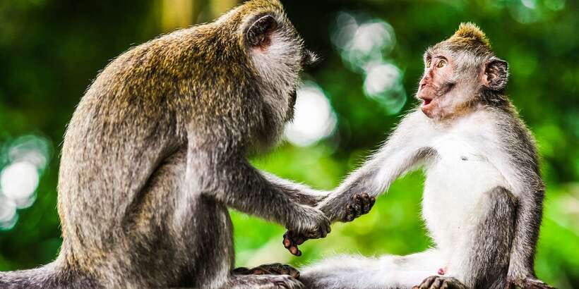 From Kuala Lumpur: Full-Day Taman Negara National Park - Price and Logistics: Does $173 Per Person Make Sense?