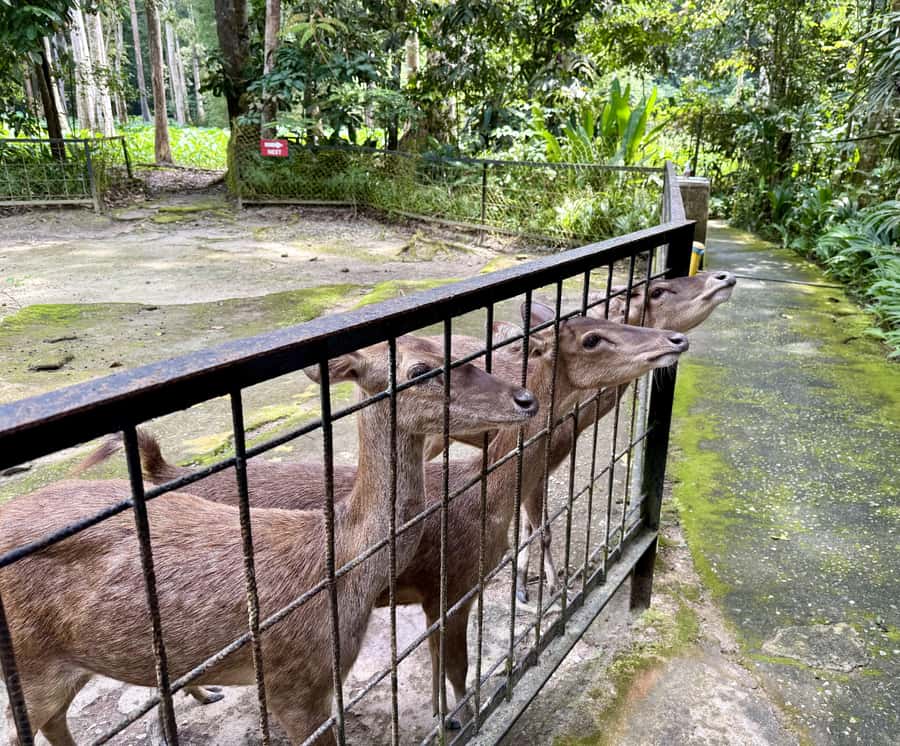 From Kuala Lumpur: Kuala Gandah Elephant Sanctuary Day Trip - Batu Caves photo stop, then the day turns animal-focused