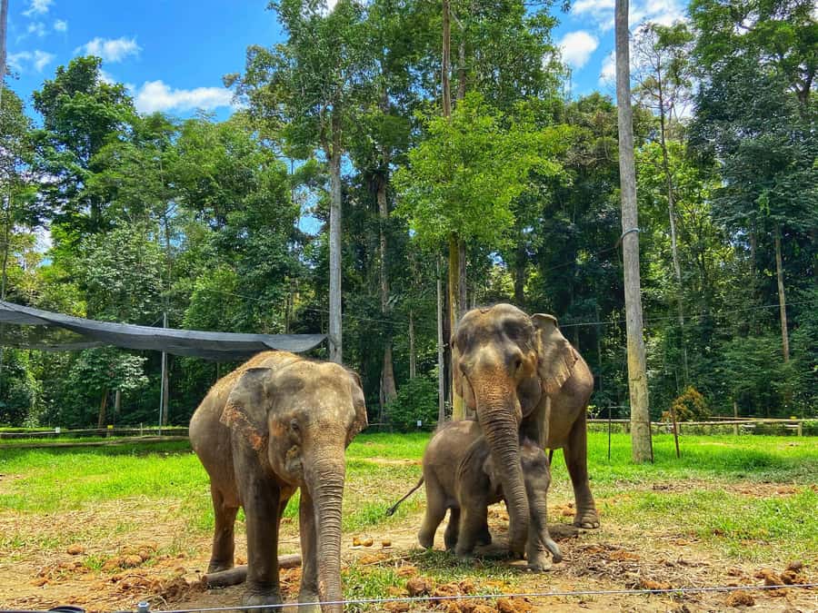 From Kuala Lumpur: Kuala Gandah Elephant Sanctuary Day Trip - Kuala Gandah National Elephant Conservation Centre: why this stop feels different