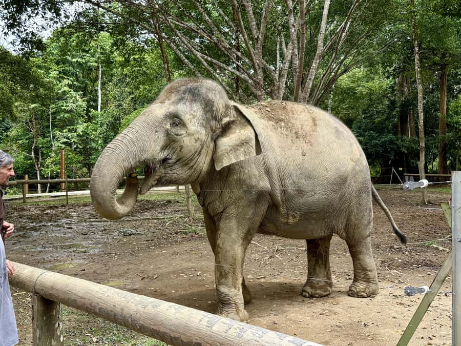 From Kuala Lumpur: Kuala Gandah Elephant Sanctuary Day Trip - Should you book the Kuala Gandah day trip?