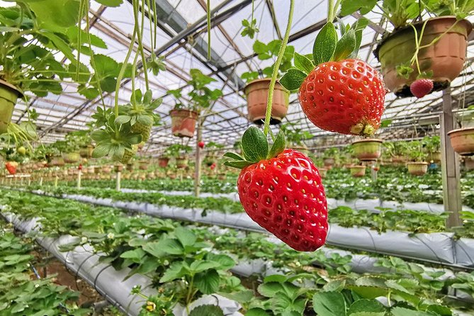 Full-day Cameron Highlands Day Trip from Kuala Lumpur - Bee Farm, Butterfly Garden, and Rose Valley: what’s worth your time