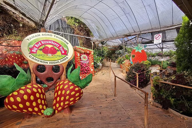 Full-day Cameron Highlands Day Trip from Kuala Lumpur - Price and value: what $151.95 is buying you
