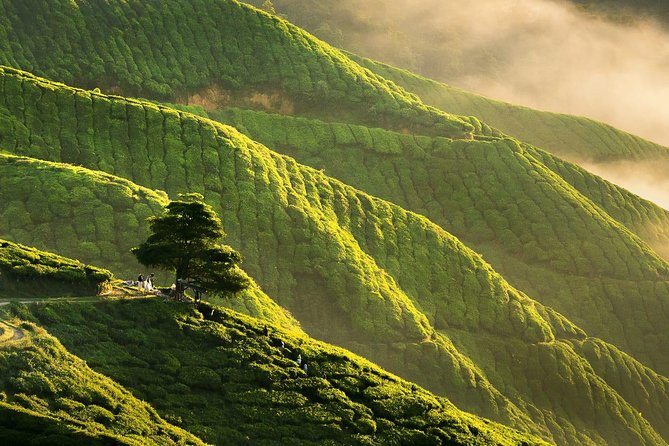 Full-day Cameron Highlands Day Trip from Kuala Lumpur - Cameron Valley Tea Gardens: the stop that makes the trip feel coherent