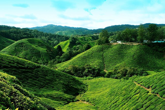Full Day Cameron Highlands Nature Tour - Tringkap Bee Farm: Honey Learning and Honey Shopping