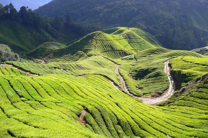Full Day Cameron Highlands Nature Tour - Hotel Pickup and the Driver Factor (Where the Best Days Begin)