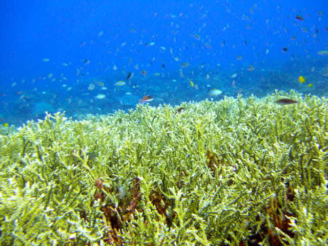Full-Day Guided Snorkeling Tour from Kota Kinabalu - Tunku Abdul Rahman Marine Park, Why This Reef Area Works