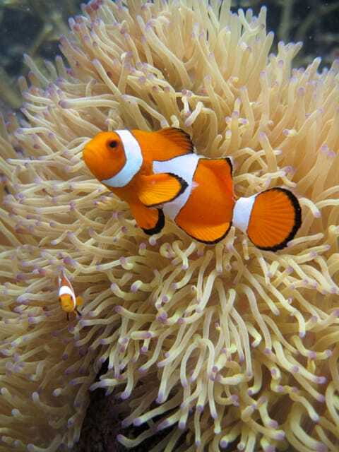 Full-Day Guided Snorkeling Tour from Kota Kinabalu - Catamaran Cruise, Snacks, and the Day-of Site Decision