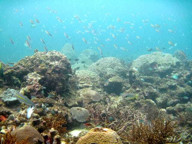 Full-Day Guided Snorkeling Tour from Kota Kinabalu - Island Lunch at an Island Café, Plan for Real Food