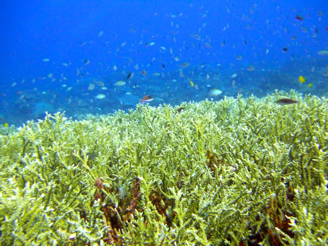 Full-Day Guided Snorkeling Tour from Kota Kinabalu - Safety and Gear, The Details That Matter