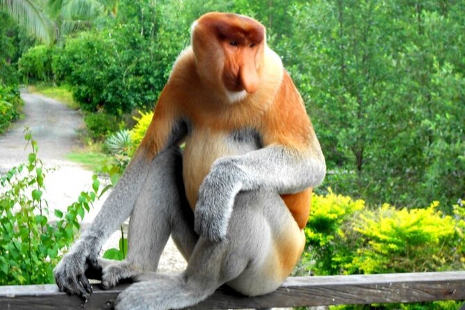 Full Day Orang Utan Sepilok, Proboscis Monkey, Sunbear, RDC - Labuk Bay Proboscis Monkeys and the Timing That Matters