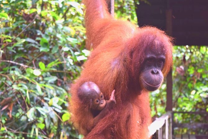 Full Day Orang Utan Sepilok, Proboscis Monkey, Sunbear, RDC - Lunch at Borneo Sepilok Rainforest Resort, Plan to Slow Down