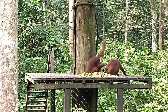 Full-Day Sepilok Orangutan and Sandakan City Trail from Kota Kinabalu - Lunch strategy: a Malay meal that keeps the day moving