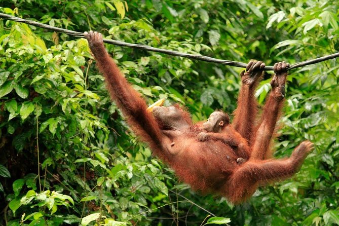 Full-Day Sepilok Orangutan and Sandakan City Trail from Kota Kinabalu - Who should book this Sandakan orangutan and city combo