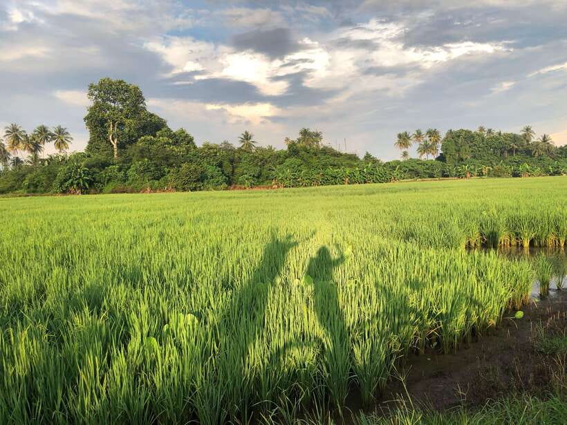 George Town: Balik Pulau Countryside Morning Cycling Tour - Key Points You Should Know Before You Go