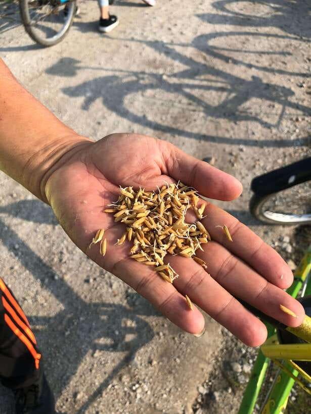 George Town: Balik Pulau Countryside Morning Cycling Tour - First Thing In The Morning: The 6:45 to 7:00 Pickup That Sets the Tone