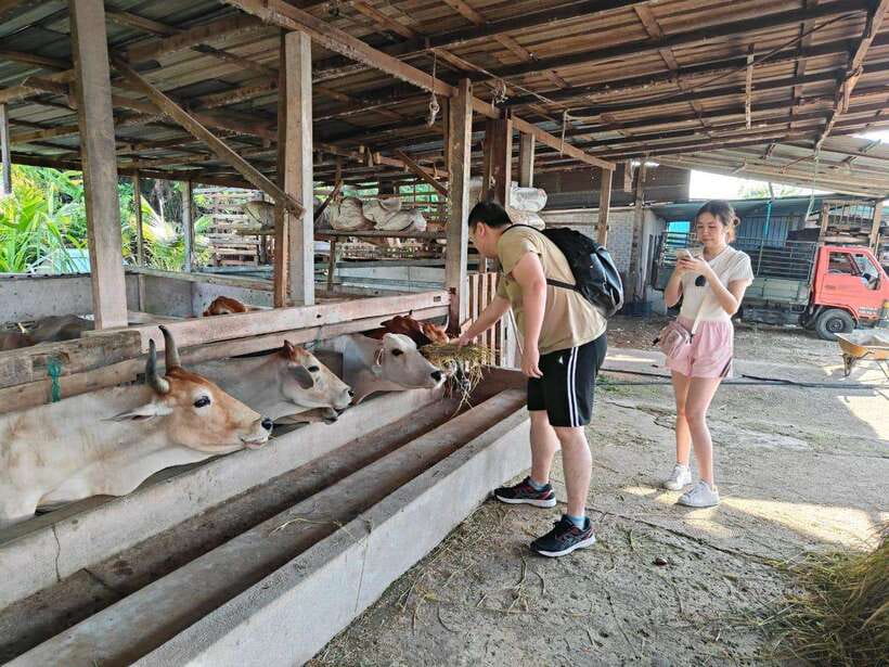 George Town: Balik Pulau Countryside Morning Cycling Tour - The 40-Foot Container Art Photo Stop That Breaks Up the Countryside